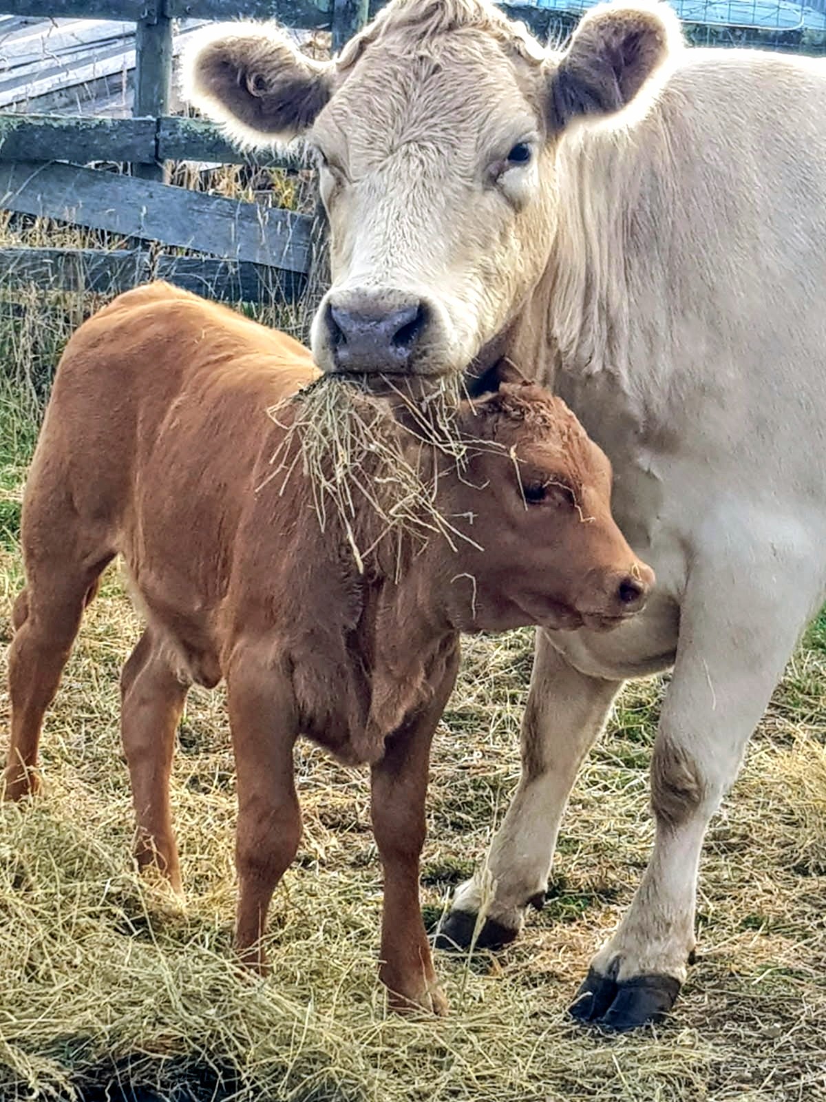 Perry's Farm image