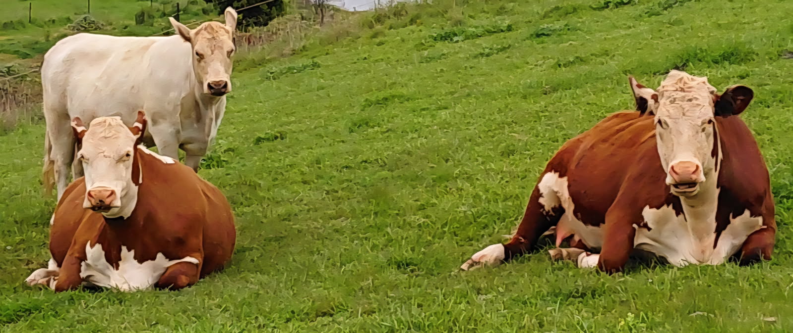 Perry's Farm image